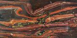 Polished Tiger Iron Stromatolite - ( Billion Years) #92976-1